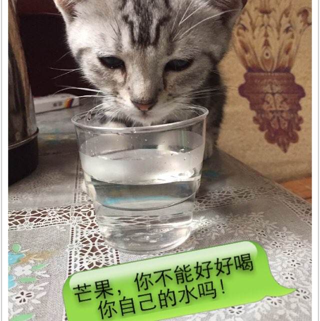 马格德堡-施滕达尔学院成绩单